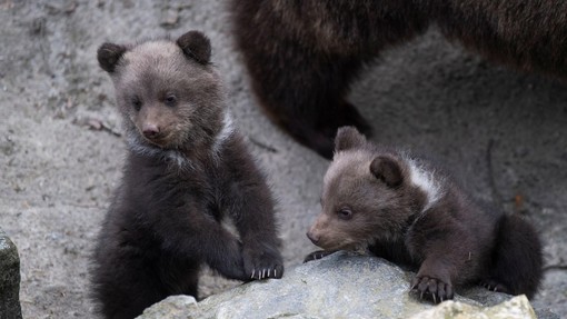 Iznajdljivo: poglejte, kako medvedji mladiči uživajo na naravnem toboganu