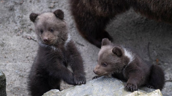 Iznajdljivo: poglejte, kako medvedji mladiči uživajo na naravnem toboganu (foto: Profimedia)