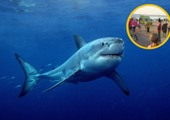 So napadi morskih psov v Egiptu prestrašili Slovence? To odgovarja turistična agencija