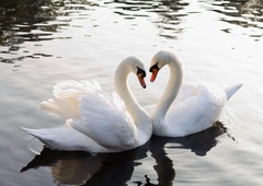 Ste vedeli, da labodji samec in samica ostaneta skupaj vse življenje?