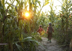 Ga boste obiskali? To so lokacije koruznih labirintov v Sloveniji
