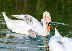 Virus se širi: potrjen še en primer ptičje gripe v Sloveniji