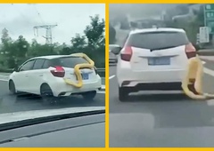 Ne boste verjeli svojim očem: ogromni piton na avtocesti plezal po avtu