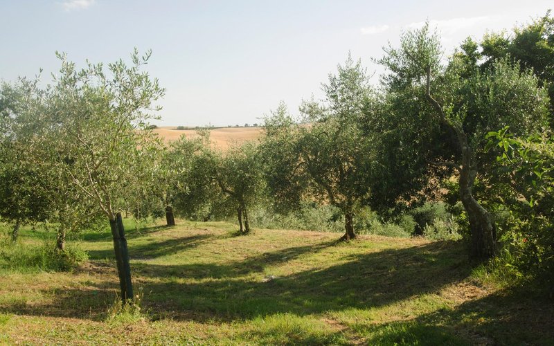 V Italiji so se cene olivnega olja v zadnjih dveh letih že povišale za 28 odstotkov.