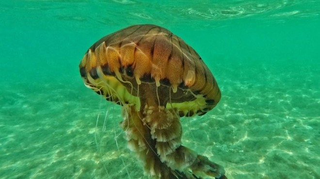 Od kod preži nevarnost? Poglejte zemljevid, na kateri obali je največ meduz (foto: Twitter/ IRB Center for Marine Research_Rovinj Croatia)