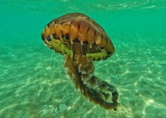 Od kod preži nevarnost? Poglejte zemljevid, na kateri obali je največ meduz