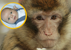 Padca ni preživel: opice paru ukradle trimesečnega otroka in ga zalučale s terase