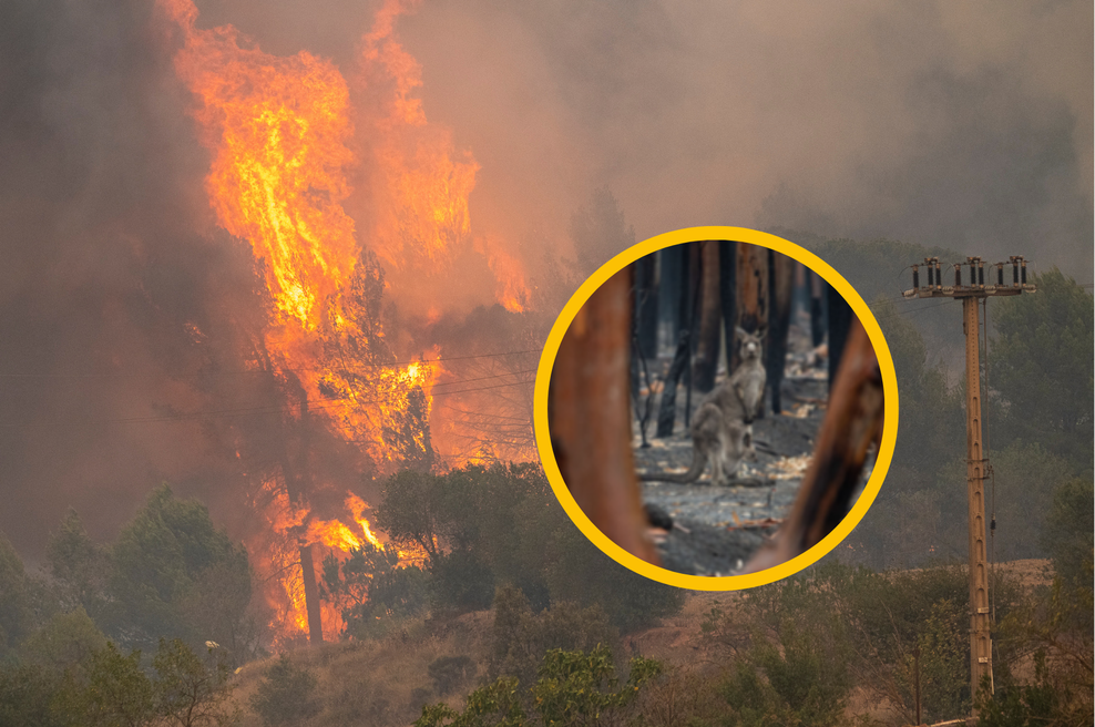 Ognjeni zublji zajeli Evropo: kljub ogromni škodi še daleč od TEH katastrofalnih požarov (foto: Profimedia/fotomontaža)
