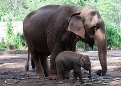 VIDEO: TAKO se je razpletlo dramatično reševanje slonice in njenega mladička