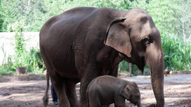 VIDEO: TAKO se je razpletlo dramatično reševanje slonice in njenega mladička (foto: Profimedia)