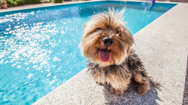 Vroče kot pes ali kaj ima izraz 'pasja vročina' opraviti s psi? (foto: Profimedia)