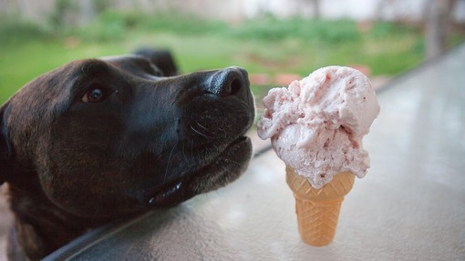 Tudi psi obožujejo sladoled: ENOSTAVNA in poceni domača priprava
