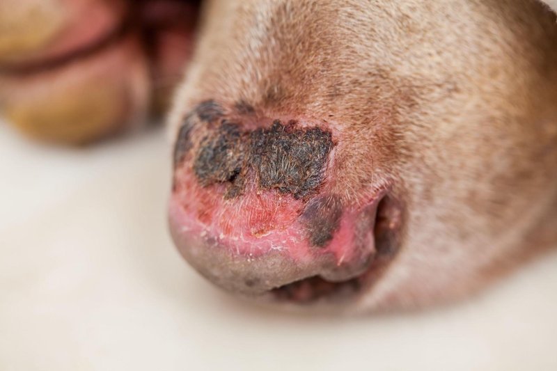 Primer opekline na pasjem smrčku, ki je eden najbolj izpostavljenih delov pasjega telesa.