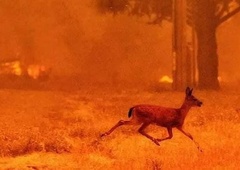Spregledane 'žrtve' požara na Krasu: izčrpane in dehidrirane živali