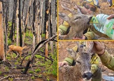Srčna poteza gasilcev: poglejte, kako so med požarom pomagali jelenu (video)