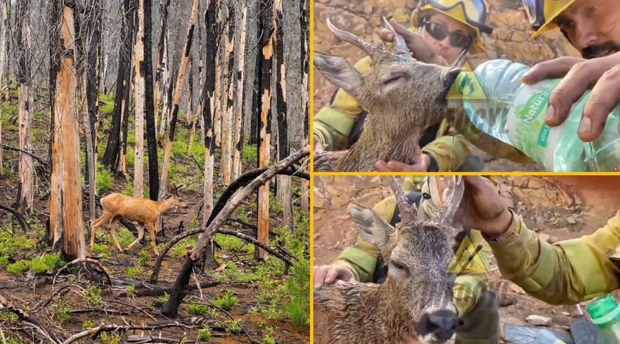 Spregledane 'žrtve' požara na Krasu: izčrpane in dehidrirane živali (foto: Profimedia / Youtube / fotomontaža)