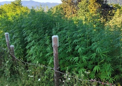 FOTO: 76-letnica raje kot poljščine gojila velik nasad marihuane