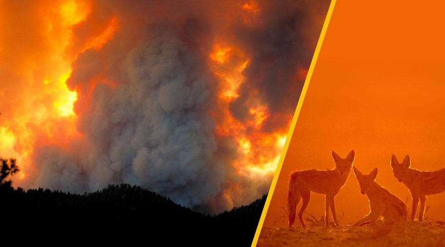 Pismo s Krasa: ''Danes šakali niso klicali za večerjo, ampak so jokali'' (foto: Profimedia/fotomontaža)