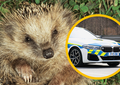 Ne boste verjeli, kaj se je zgodilo nesrečnemu ježku: na pomoč so mu morali priskočiti policisti