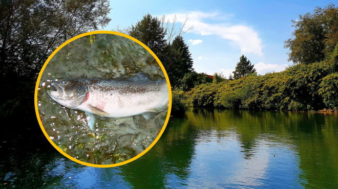 Ekološka katastrofa: kaj je krivo za množičen pogin rib v Ljubljani? (foto: Twitter/Saška Grušovnik/Bobo/fotomontaža)