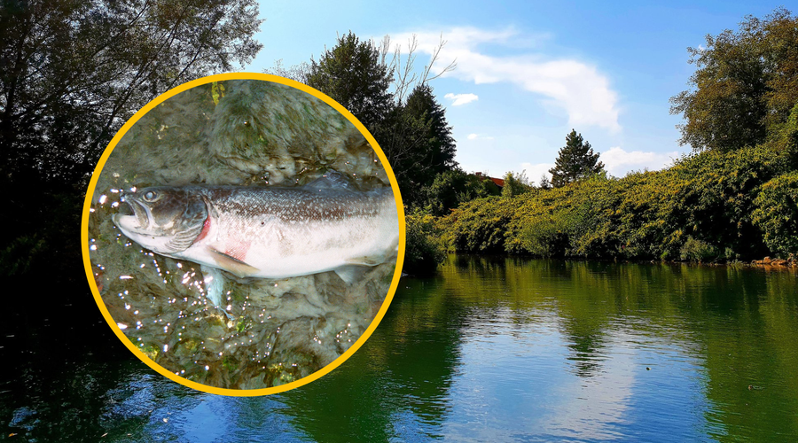 Ekološka katastrofa: kaj je krivo za množičen pogin rib v Ljubljani? (foto: Twitter/Saška Grušovnik/Bobo/fotomontaža)