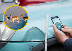 Na cesti niste sami - ZATO bodite poleti še bolj previdni