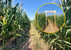 Ste vedeli? V Celju se skriva labirint!