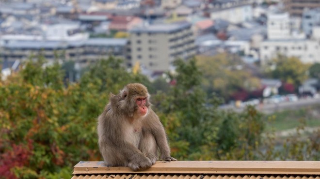 Prestrašeni prebivalci povsem iz sebe, opice v enem mesecu poškodovale že 42 ljudi (foto: Profimedia)