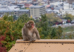 Prestrašeni prebivalci povsem iz sebe, opice v enem mesecu poškodovale že 42 ljudi