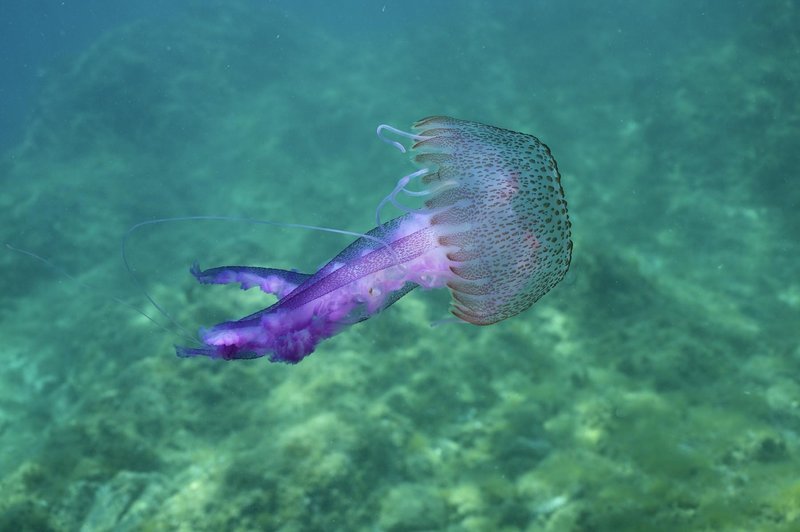 Meduza je najbolj znana morska nadloga.