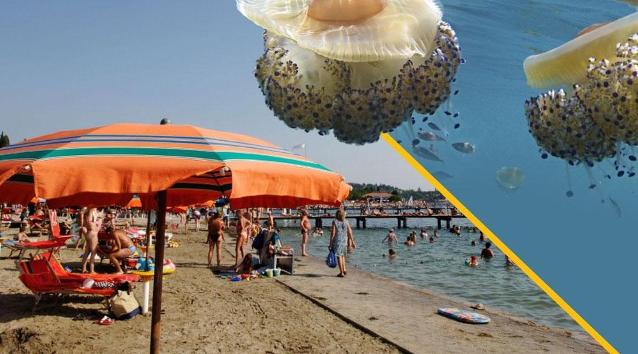 Kaj plava v slovenskem morju? Je nevarno? TO morate vedeti (foto: Profimedia/fotomontaža)