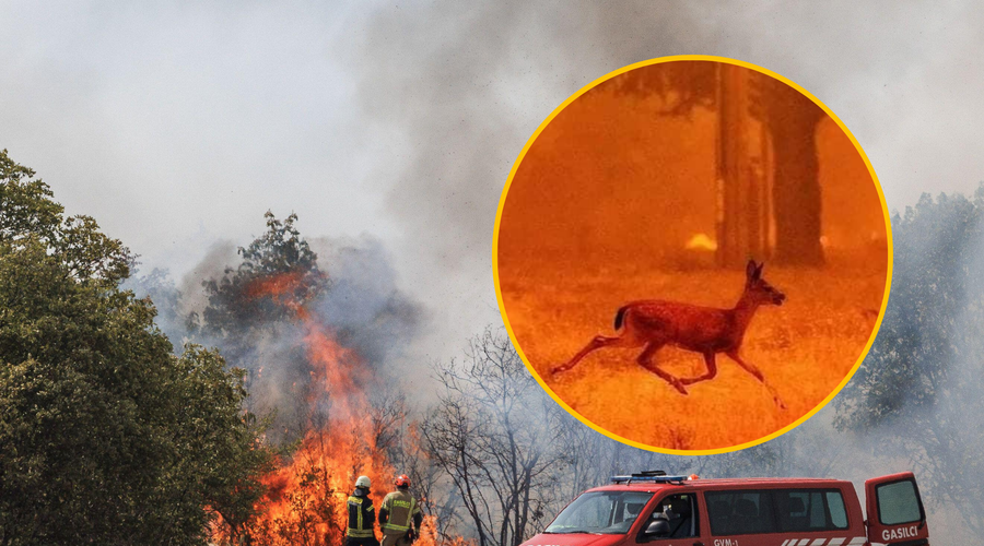 Ganljiv VIDEO: gasilci med požarom pomagali žejni divjadi (foto: Profimedia/Okolje Piran/fotomontaža)