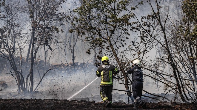 TAKOLE naši gasilci skrbijo za divje živali na Krasu (foto: Profimedia)