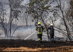 TAKOLE naši gasilci skrbijo za divje živali na Krasu
