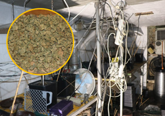 37-letnik v počitniški hiški gojil konopljo