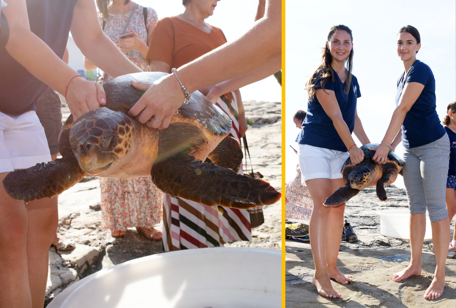 V Center za rehabilitacijo morskih želv v Pulju so pred dnevi pripeljali želvo, glavato kareto, ki so jo poimenovali Zdravka.
