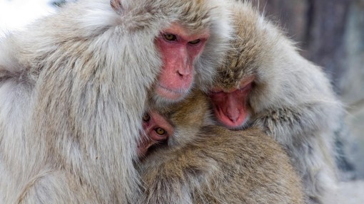 Zgodba z napadalnimi opicami dobila precej ŽALOSTEN epilog