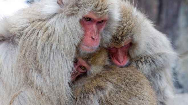 Zgodba z napadalnimi opicami dobila precej ŽALOSTEN epilog (foto: Profimedia)