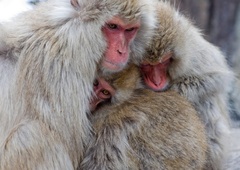 Zgodba z napadalnimi opicami dobila precej ŽALOSTEN epilog