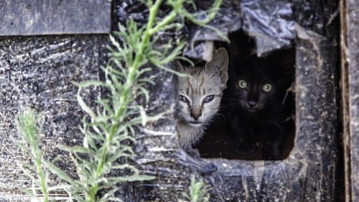 V mariborskem zavetišču NE SPREJEMAJO več najdenih mačk – KAJ se dogaja?