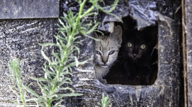 V mariborskem zavetišču NE SPREJEMAJO več najdenih mačk – KAJ se dogaja? (foto: Profimedia)