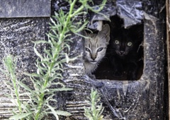 V mariborskem zavetišču NE SPREJEMAJO več najdenih mačk – KAJ se dogaja?