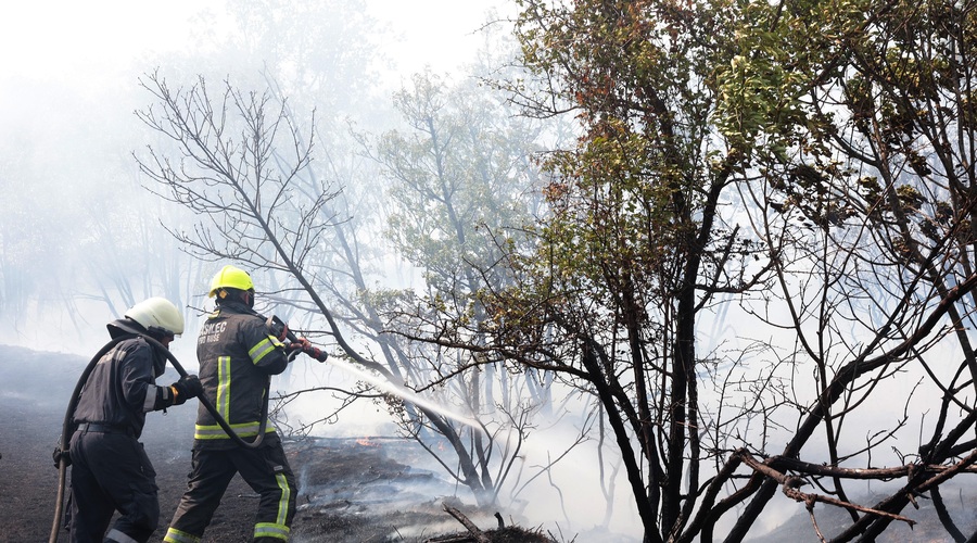 Na Krasu s pogozdovanjem pospešujejo obnovo gozda po požaru (foto: Bobo)