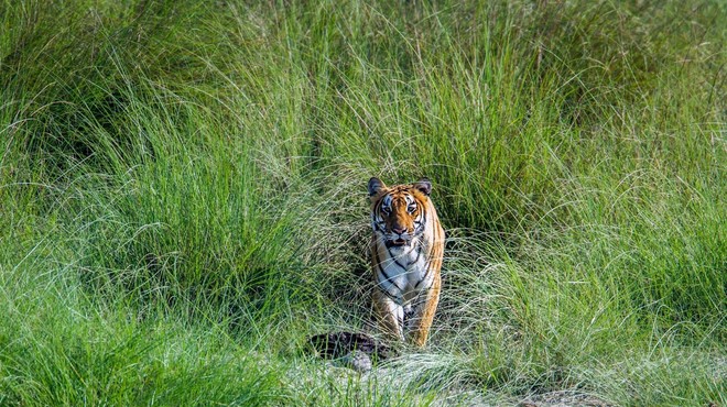 Število tigrov se je skoraj potrojilo: ZAKAJ to ni tako dobra novica? (foto: Profimedia)