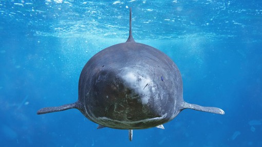 Raziskovalci šokirani: morski pes se je odpravil na dolge tropske počitnice