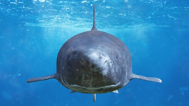 Raziskovalci šokirani: morski pes se je odpravil na dolge tropske počitnice (foto: Profimedia)
