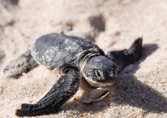 Ne boste verjeli, kaj je kar 6 dni izločal želvji mladiček
