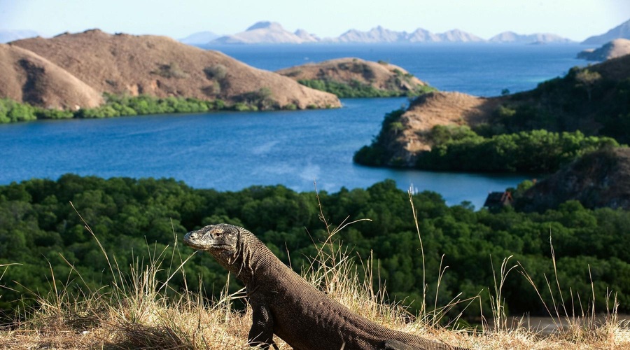 DRAŽJI ogled komodoškega zmaja: bo znamenitost dostopna le izbrancem? (foto: Profimedia)
