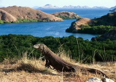 DRAŽJI ogled komodoškega zmaja: bo znamenitost dostopna le izbrancem?