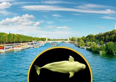 Nenavadno presenečenje v Franciji: kako se je zaščitena vrsta kita znašla v topli reki?